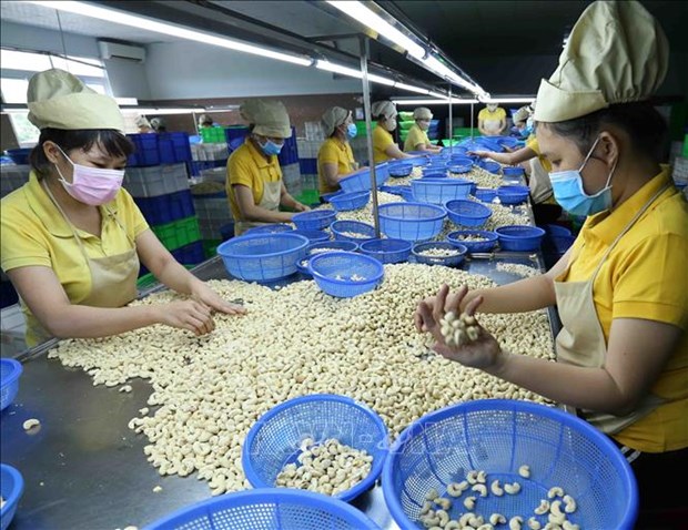 Cashew exports flourish, Vinacas warns of food safety hinh anh 1