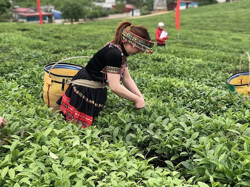 Factors causing Vietnam's tea exports to decrease significantly in 2023 are weak market demand and increasingly strict regulations in Vietnam's tea import markets.