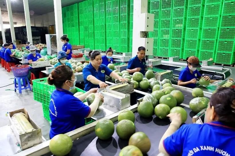 A green-skin pomelo packaging line for export in Mo Cay Bac district, Ben Tre province. (Photo: VNA)